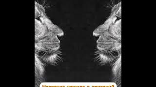 сильный нашид