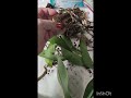 Реанимация первой новой орхидеи после сгоревшей вместе с домом в феврале коллекции 🥺)