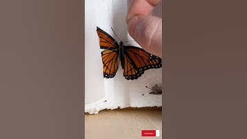PINNING LEPIDOPTERA! BUTTERFLIES/MOTHS #monarchbutterfly #bug #insect #entomologist