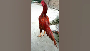 Tik Tok Mura Aseel 