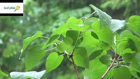 سورة الواقعة مكررة 7 مرات بصوت رائع للقارئ الشيخ مشاري العفاسي