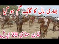 Today Latest Ludden Cow Mandi Video Qurbani 2026 Bachre Bachrian || Global Village Farming 