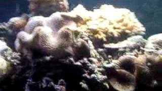 Video0121.3gp