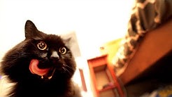 Theo The Talking Cat Youtube
