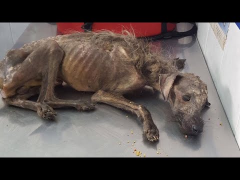 Video: Muore Dopo Essere Stato Attaccato Dai Suoi Cani