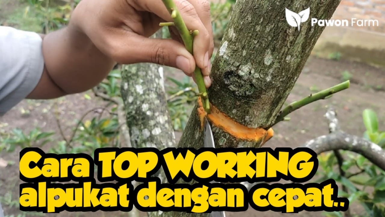 Cara top working alpukat dengan cepat, 99% berhasil !!