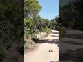 Forest in June 2026 — Aerial Footage with Lito X1 — Catalonia, Spain 🌿