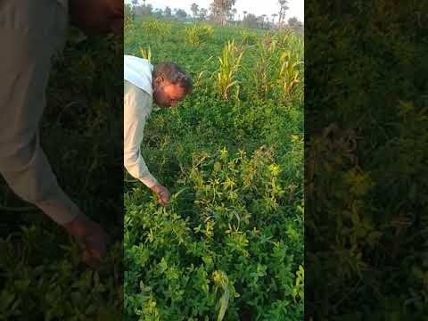 شاهد البرسيم 180سم السماد الحيوي تجربة بني سويف