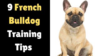 9 Working Tips on How to Train a French Bulldog Puppy | How to Train a French Bulldog?