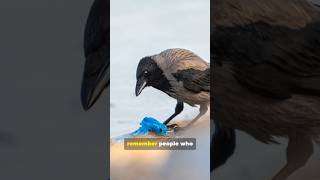 Youve Been Underestimating Crows