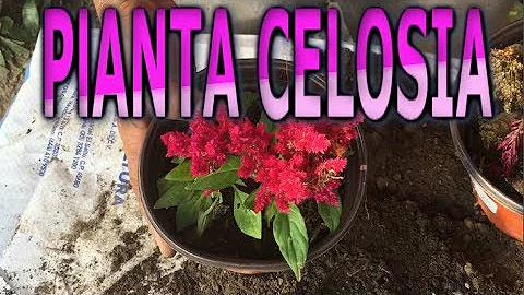 Como podar a Celosia?