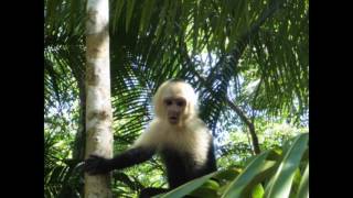 Manuel Antonio National Park in Costa Rica