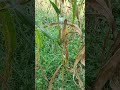 #Maizecrop#Maturecrop#Hybridcrop#nature#monsoonseason#garden#agriculture#viralvideo#short#Viralvideo