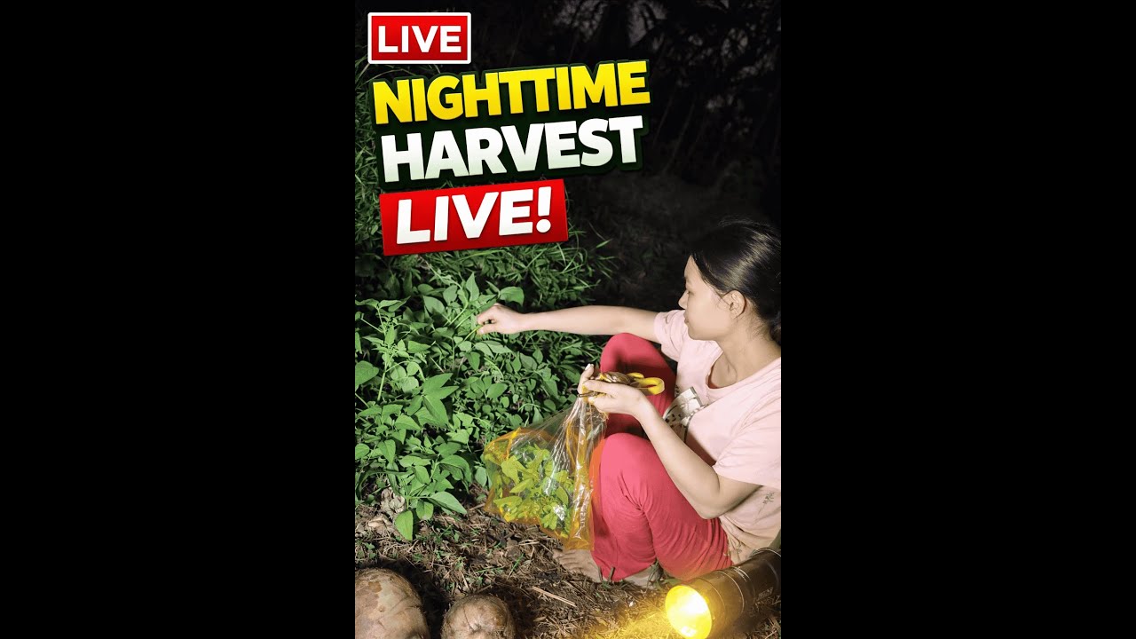 Night Harvesting Live 🌿 Fresh Greens From the Garden