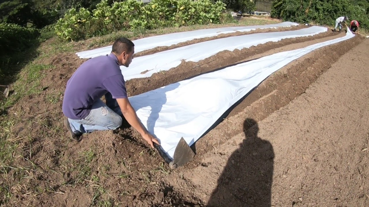 Como colocar mulching no canteiro