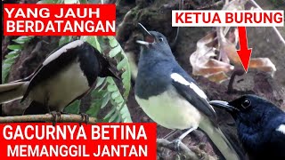 Suara burung kacer memanggil jantan di alam liar