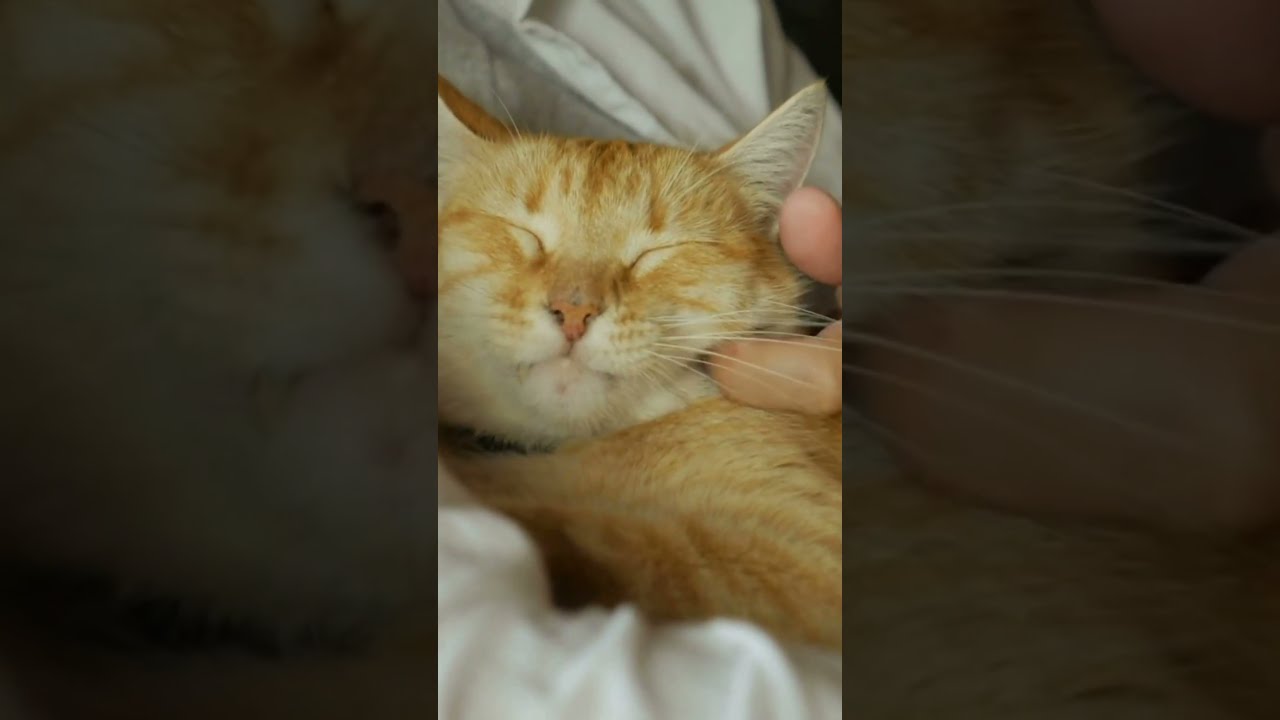 DESHALB beißen Katzen ihre Halter - YouTube