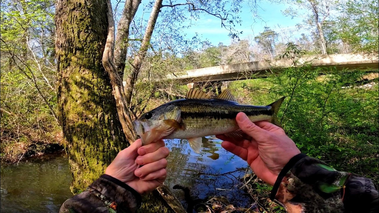 Checking the creek's #bassfishing #largemouthbass