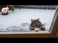 Tik Tok Cat, Dog, Animals: Funny Cute Pets Videos Compilation #12