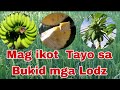 Mag ikot Tayo Sa Bukid mga Lodz