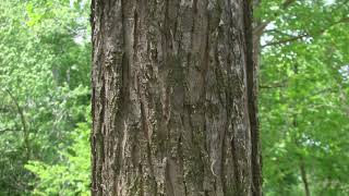 Salix nigra
