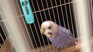 うちのセキセイインコ大喜びのスペシャルおもちゃ　…は洗濯バサミ(*ﾟ▽ﾟ*)