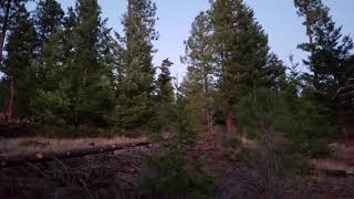 Big Dog Shed Erection 01