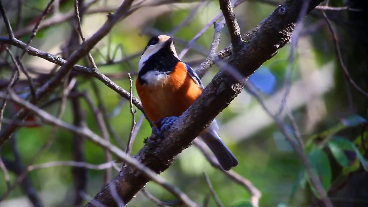 ヤマガラの食餌
