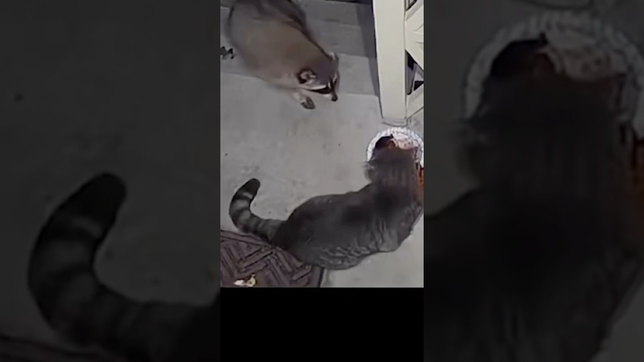 Food Battle - 🦝 vs 🐈‍⬛ – Butt who Wins 🐱 😂 