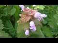 Ortiga roja lamium purpureum wwwriomoroscom