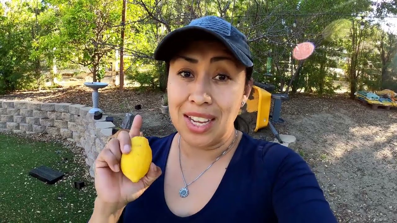 Lisbon Lemon  VS Eureka Lemon | Let's Look at several Different types of Lemon Trees