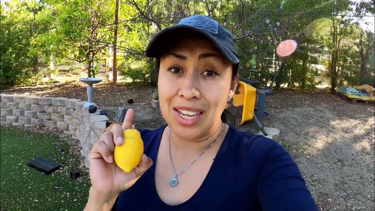 Lisbon Lemon VS Eureka Lemon Let