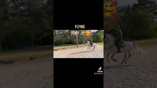 Flying Pony C 139Cm For Sale