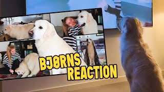 Golden Retriever reacts to himself..