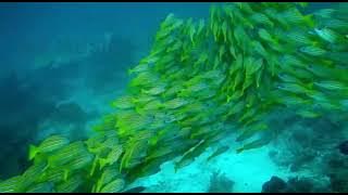 Kathal Oviyam Song BGM  Ilayaraja Instrumental Music