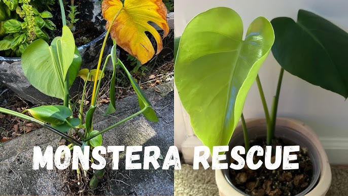 From Beginner to Plant Boss: Mastering the Monstera Deliciosa