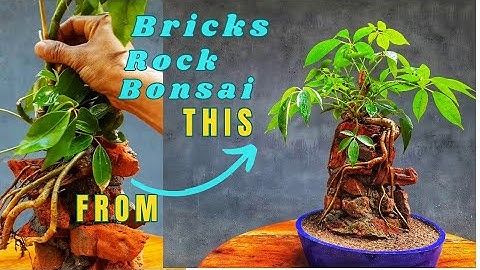 How to Make Umbrella Tree into Bonsai | SCHEFFLERA