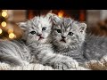 Cute Kittens Hugging