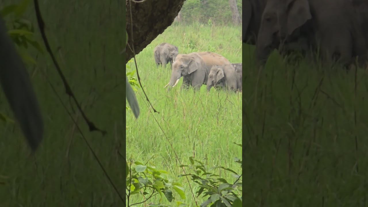 Elephant attack in jim corbett national park | jim corbett vlog tour | jim corbett safari 