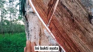 Pohon Karet yang tidak keluar getahnya bisa keluar setelah aplikasi pupuk ecofarming ll 081351684398