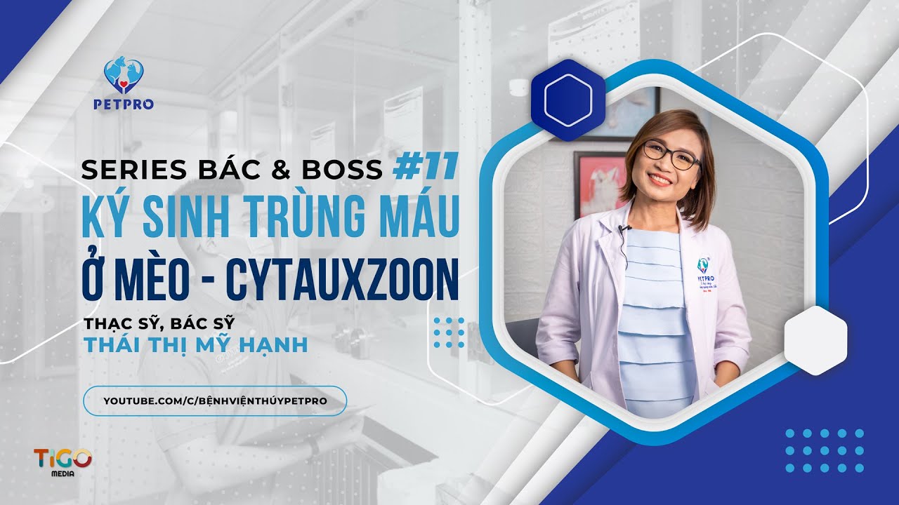 [BÁC VÀ BOSS #11] - BỆNH KÝ SINH TRÙNG MÁU Ở MÈO - CYTAUXZOON - YouTube