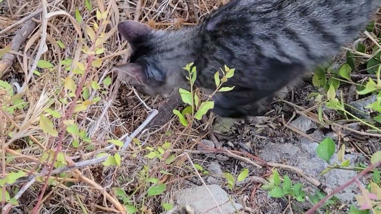 Blind cat weekend Pt3 - Cats & adventures keep coming😍