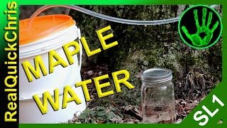 try maple sap water soda before you make maple syrup