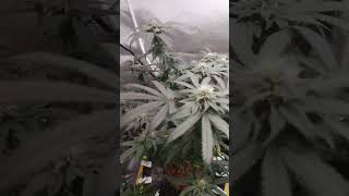 weekly flower update almost 2months in