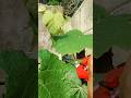 pruning grapes plant #shorts #asmr #satisfying #farming