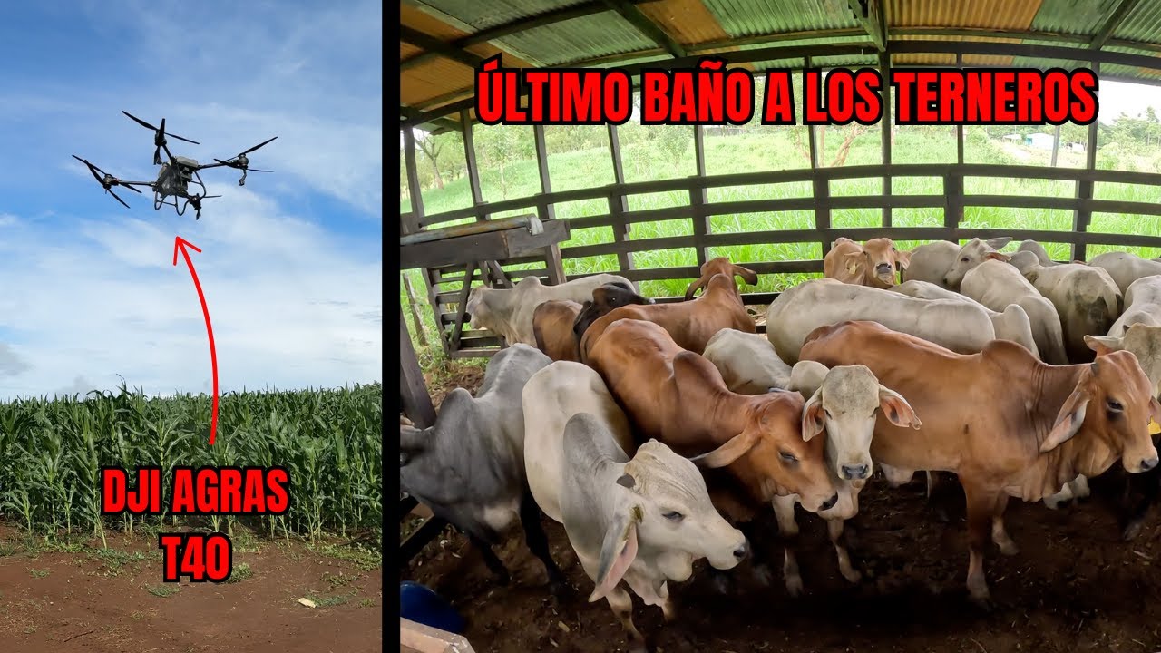 ULTIMO BAÑO a los TERNEROS y TECNOLOGÍA en la AGRICULTURA