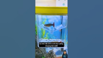 Hộp cách ly cho cá mái bảo vệ cá con an toàn | Breeding box – safe for baby fish #aquatic #shorts