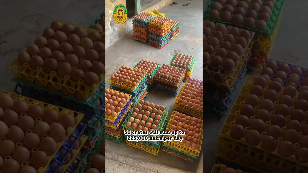 Estimated monthly profit from raising 2,000 layers in Nigeria. 