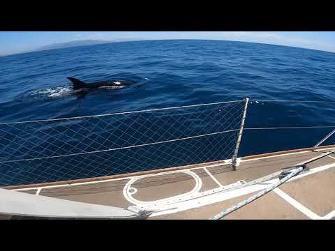 Killer whales (Orcas) damage 36ft sailboat near Gibraltar (06.2021)