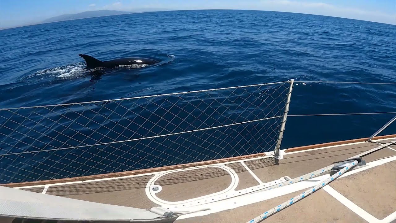 killer whales yachts gibraltar